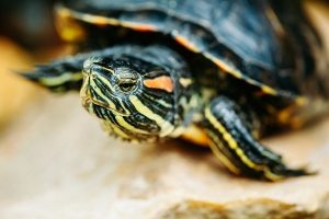 event_aquarium_feeding_terrapin_turtle_on_a_rock_309534461-60